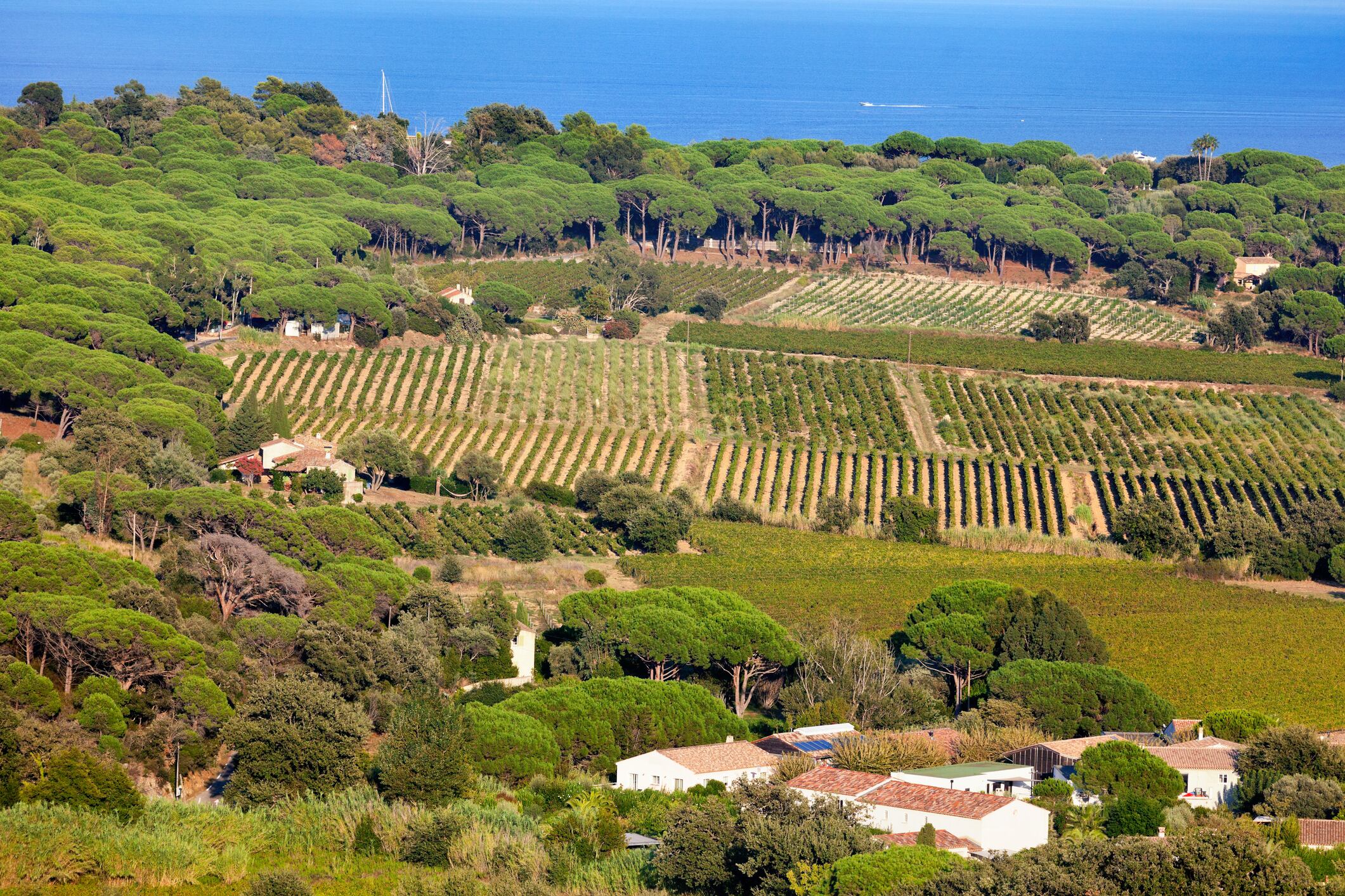 Côtes de Provence Vineyard amongst the Parasol Pines on the Gulf of St Tropez headland on the Mediterranean Coastline, near Ramatuelle and St Tropez, in the Var region.
