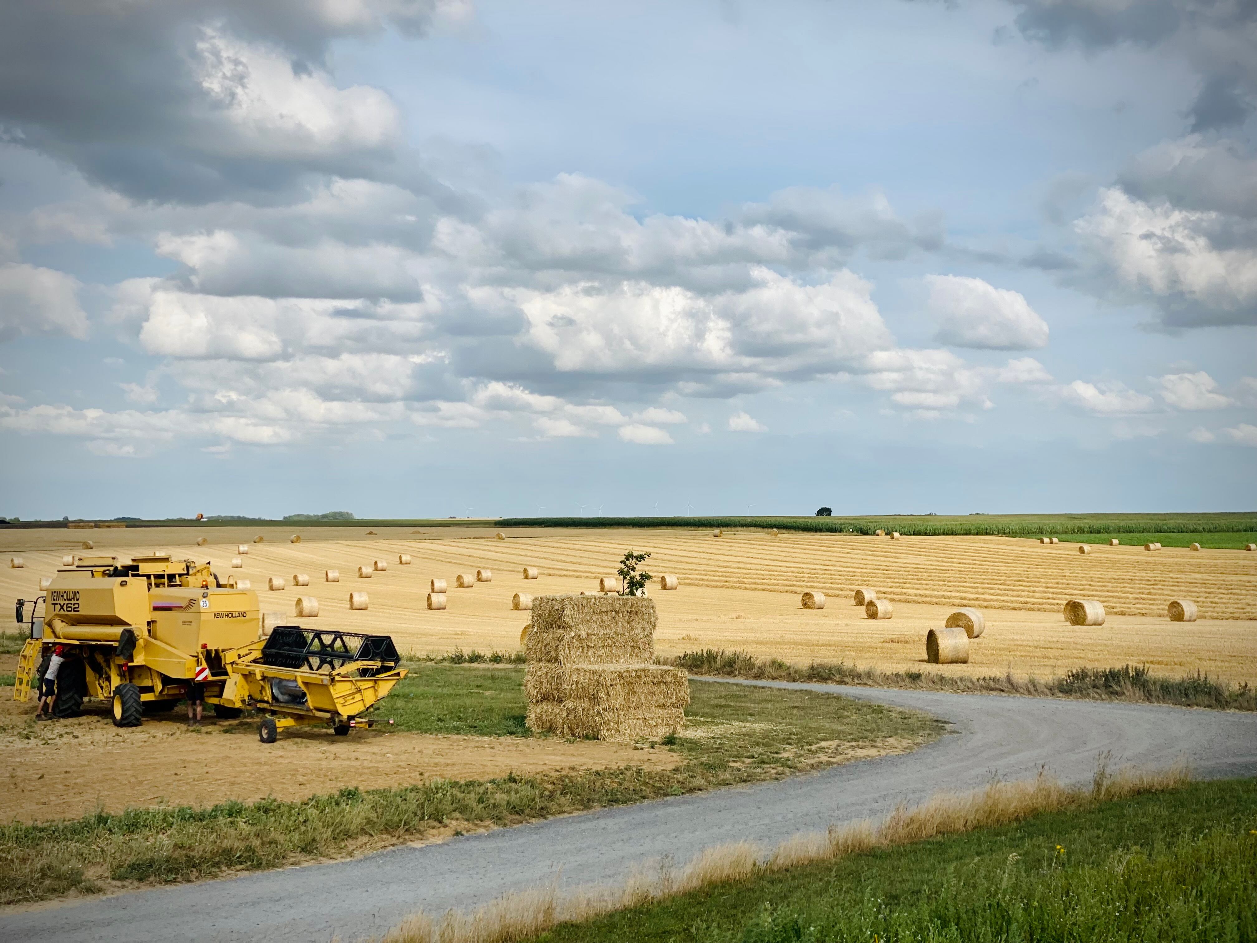 Wheat production