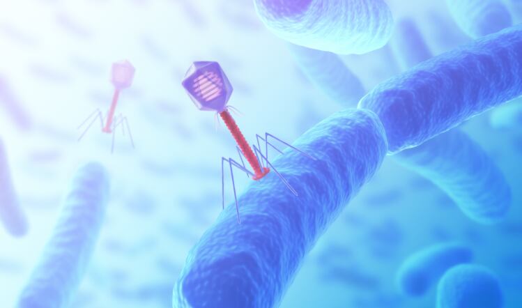 Clarity urged on phage use