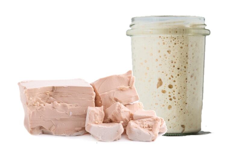 French study highlights the very different evolution paths of commercial and sourdough yeasts
