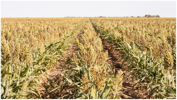 Crops-climate-change-Getty-dszc.jpg