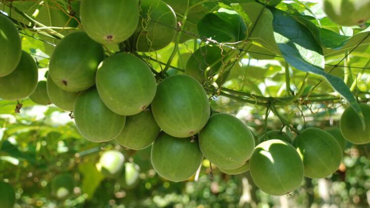 Monk fruit decoctions not a novel food, rules FSA