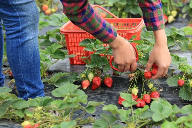 Urgent call to boost availability of fruit and vegetable pickers
