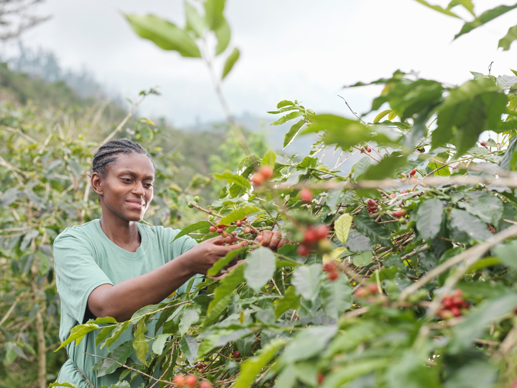 Woman picking coffee berries on coffee farm in the Blue Mountains, Jamaica.