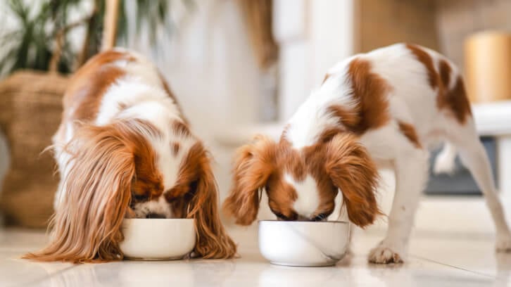 Private labelled pet food thriving in Europe