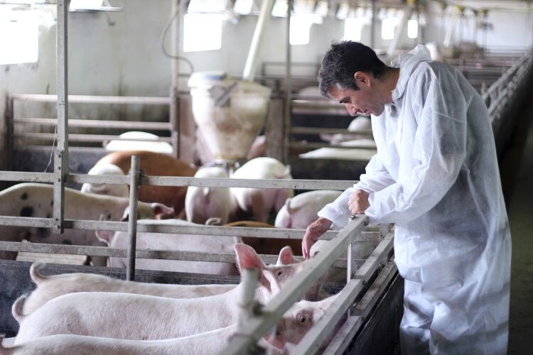 Vet shortage causing border concerns
