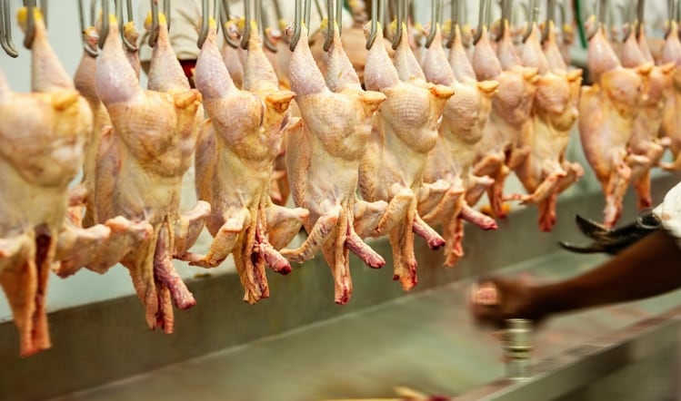 Poultry.jpg
