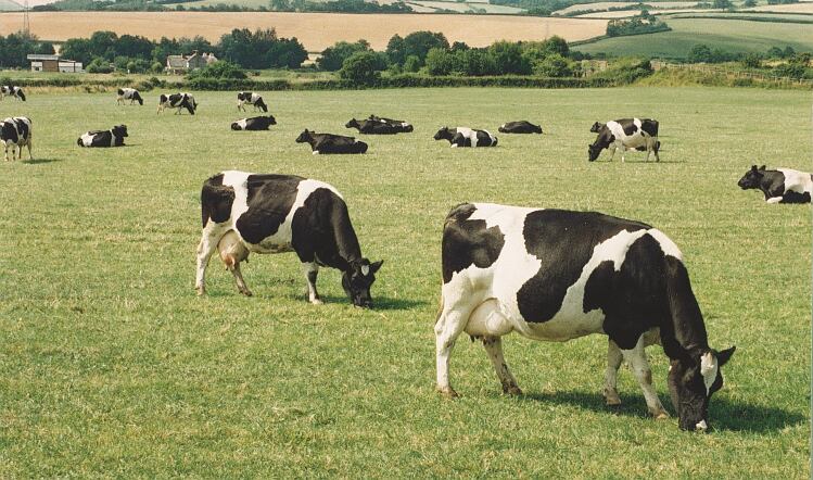 IDF combats antimicrobial resistance in dairy