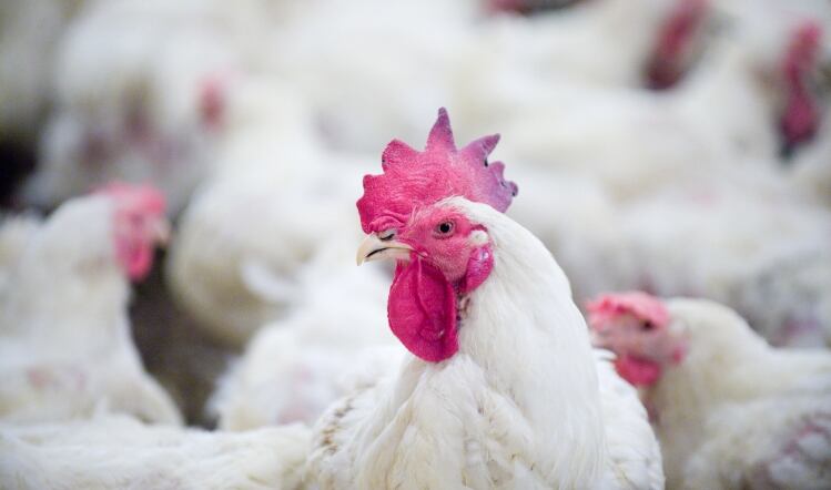 GLAA action results in poultry firm closure