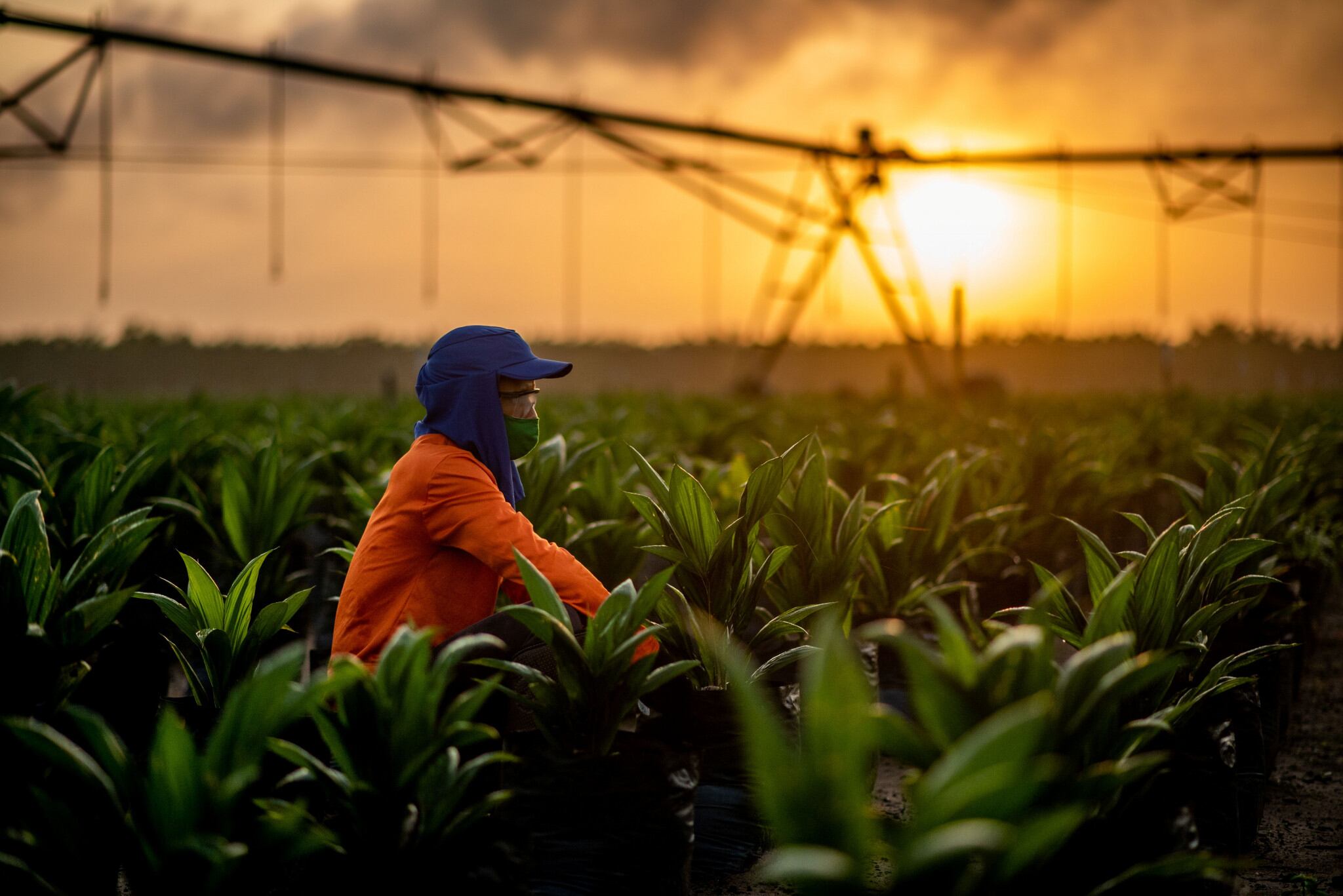Young palm oil plants