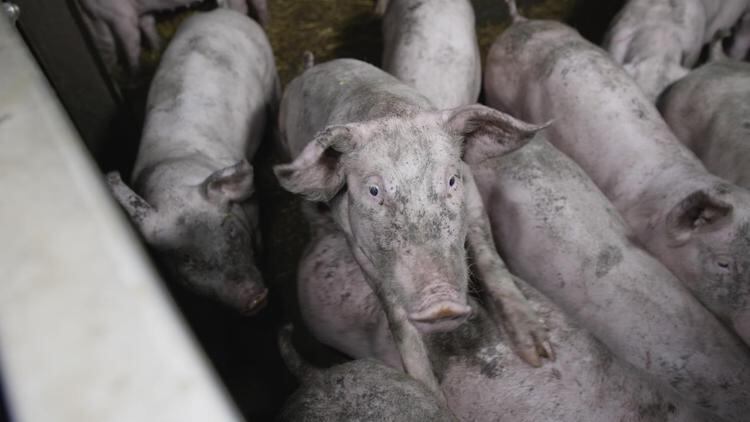 RSPCA Assured accused of 'welfare-washing'