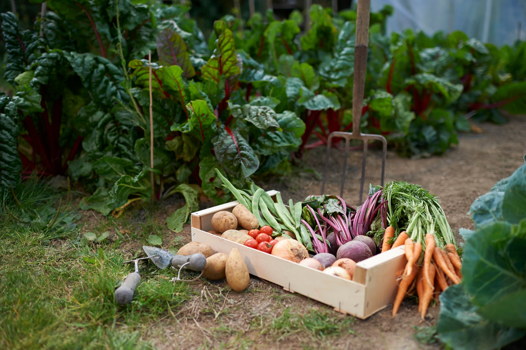 Lidl makes £30 billion investment in British food and farming 