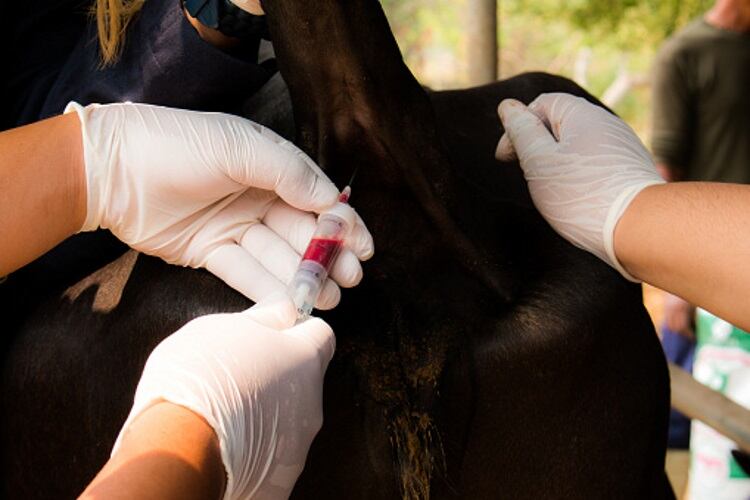 Veterinarian system overhaul welcomed