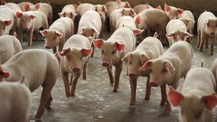 Sustainable pig feed trials deliver 40% carbon reduction