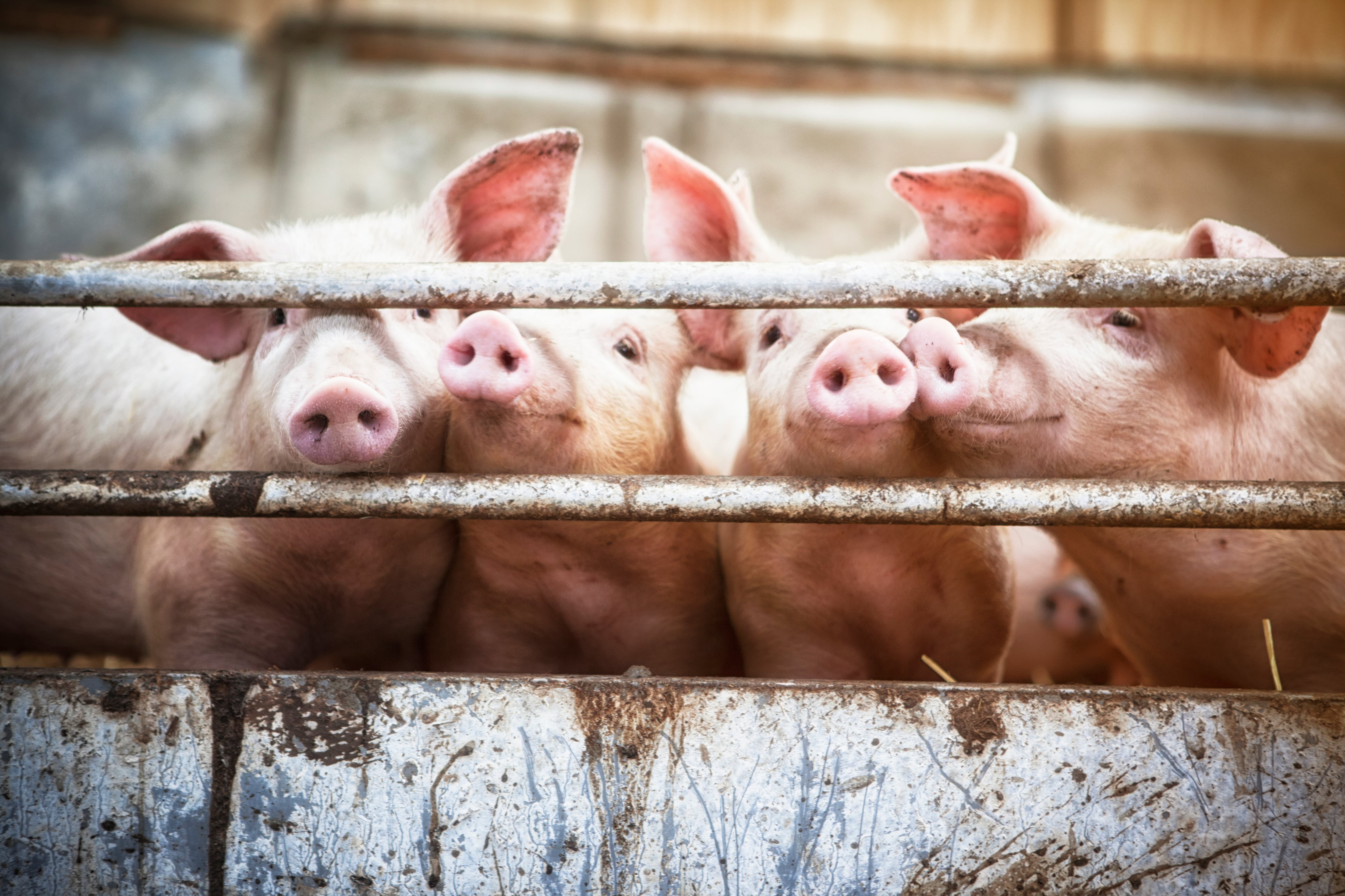 Pigs on livestock farm