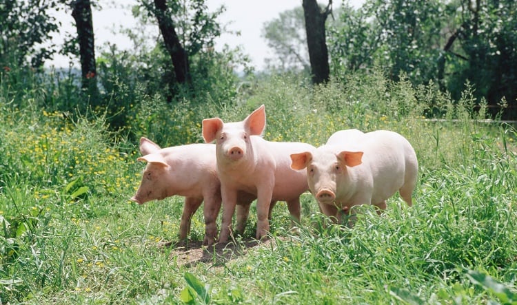 Meat sector’s top 10 key asks for the next government 