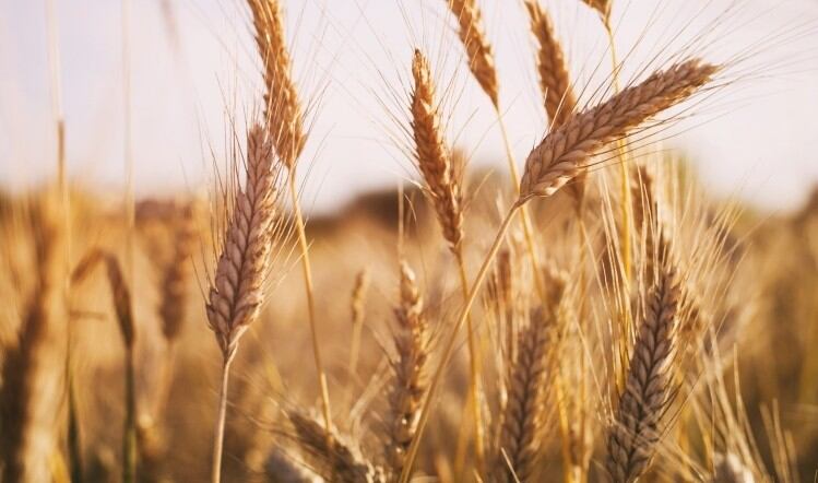 National Food Strategy: industry submissions