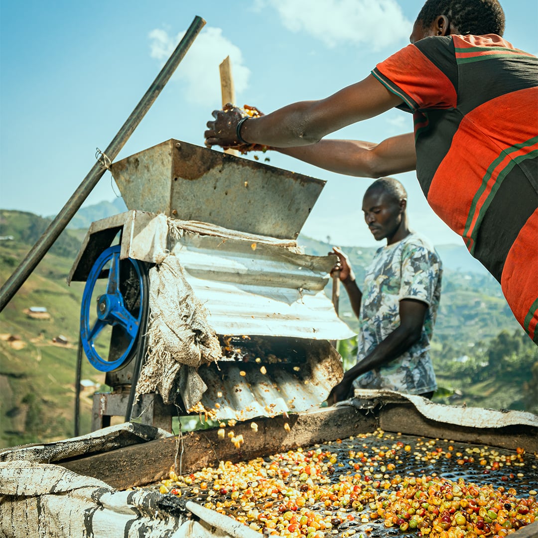 Coffee farmers