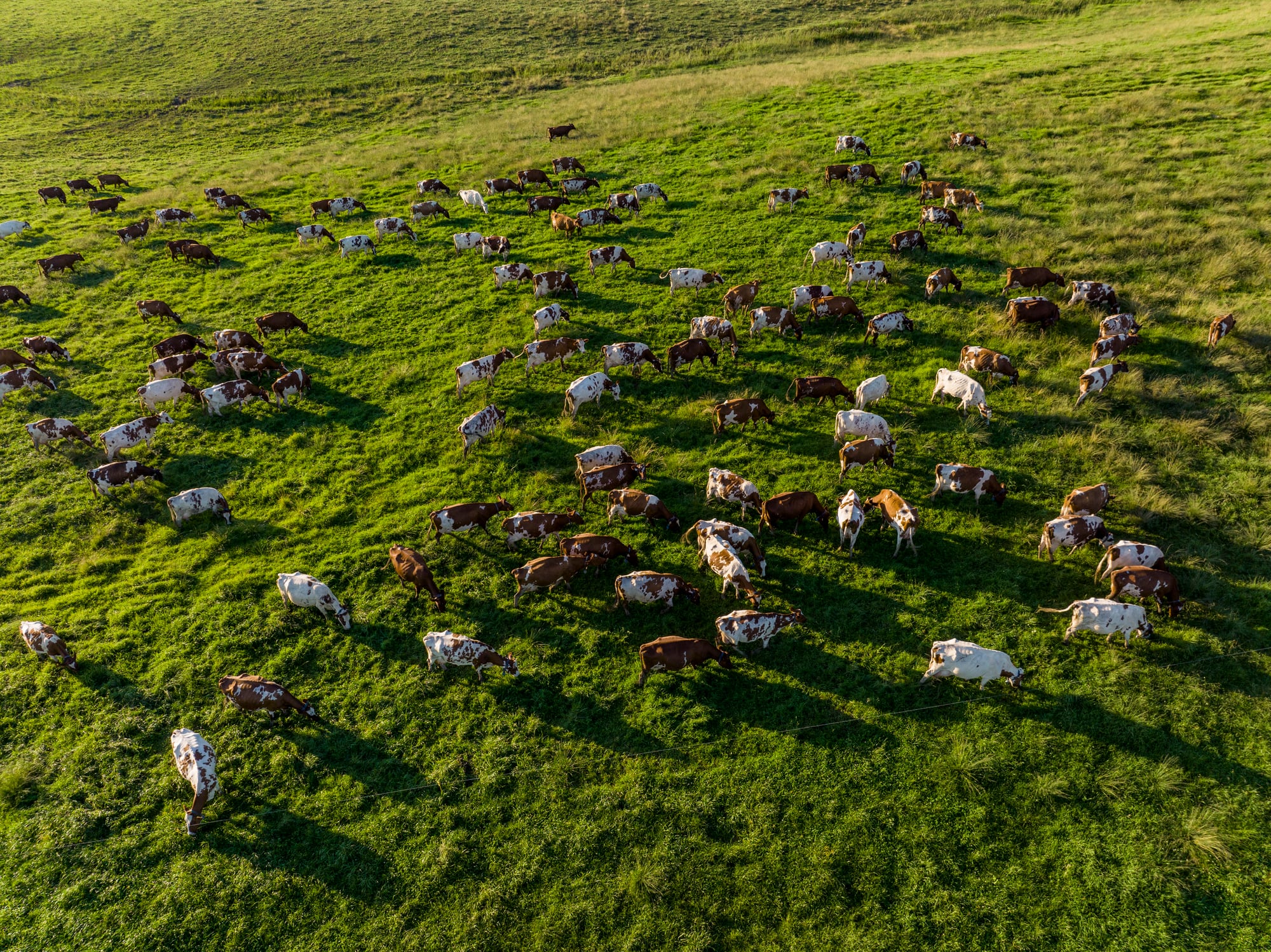New interactive tools aims to track agricultural methane emissions  