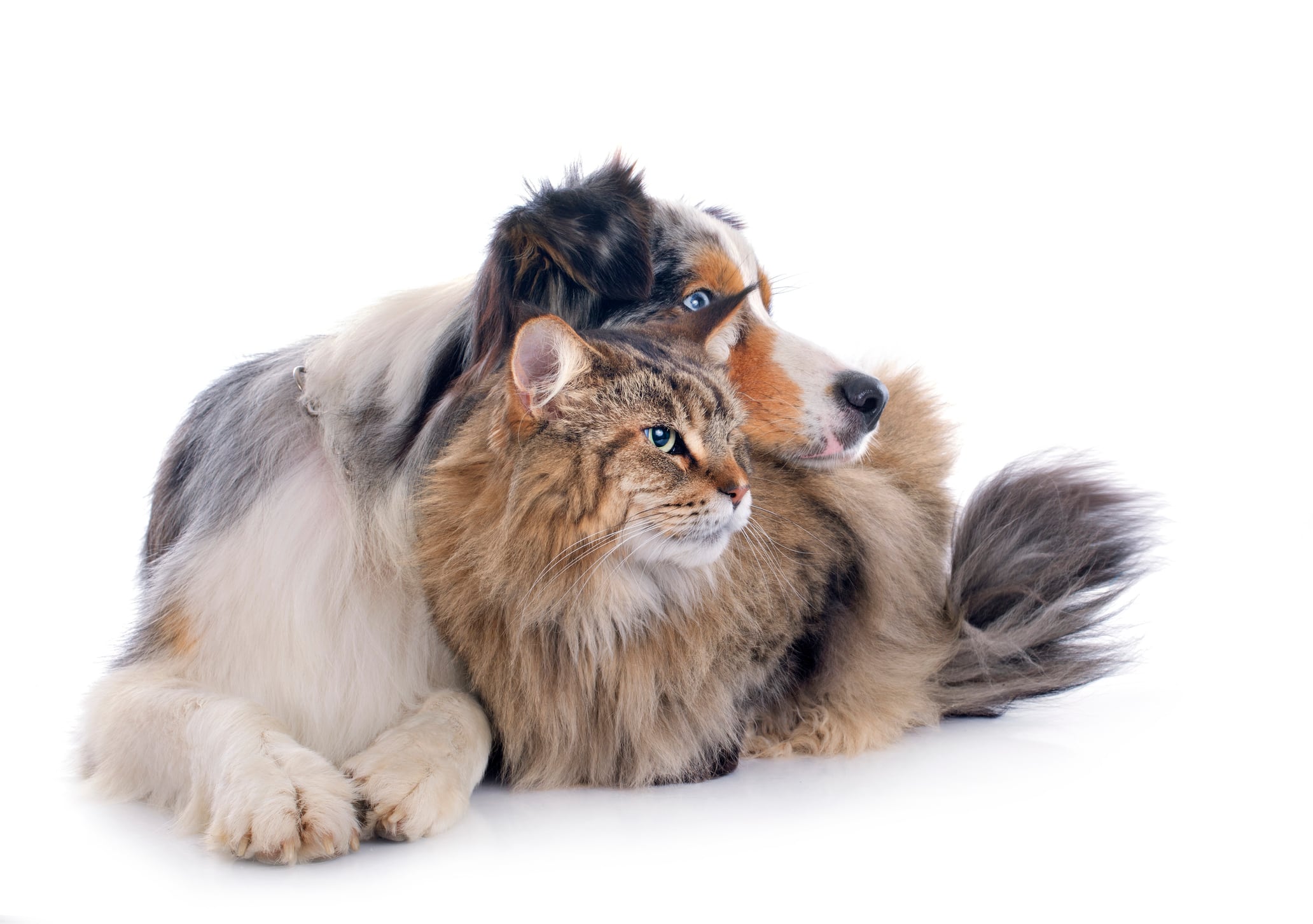 Emerging and growing trends in pet food