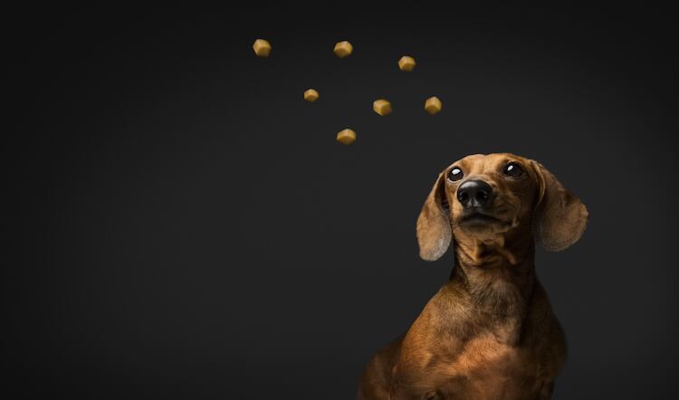 Inspired Pet Nutrition invests £6M in pet food line expansion