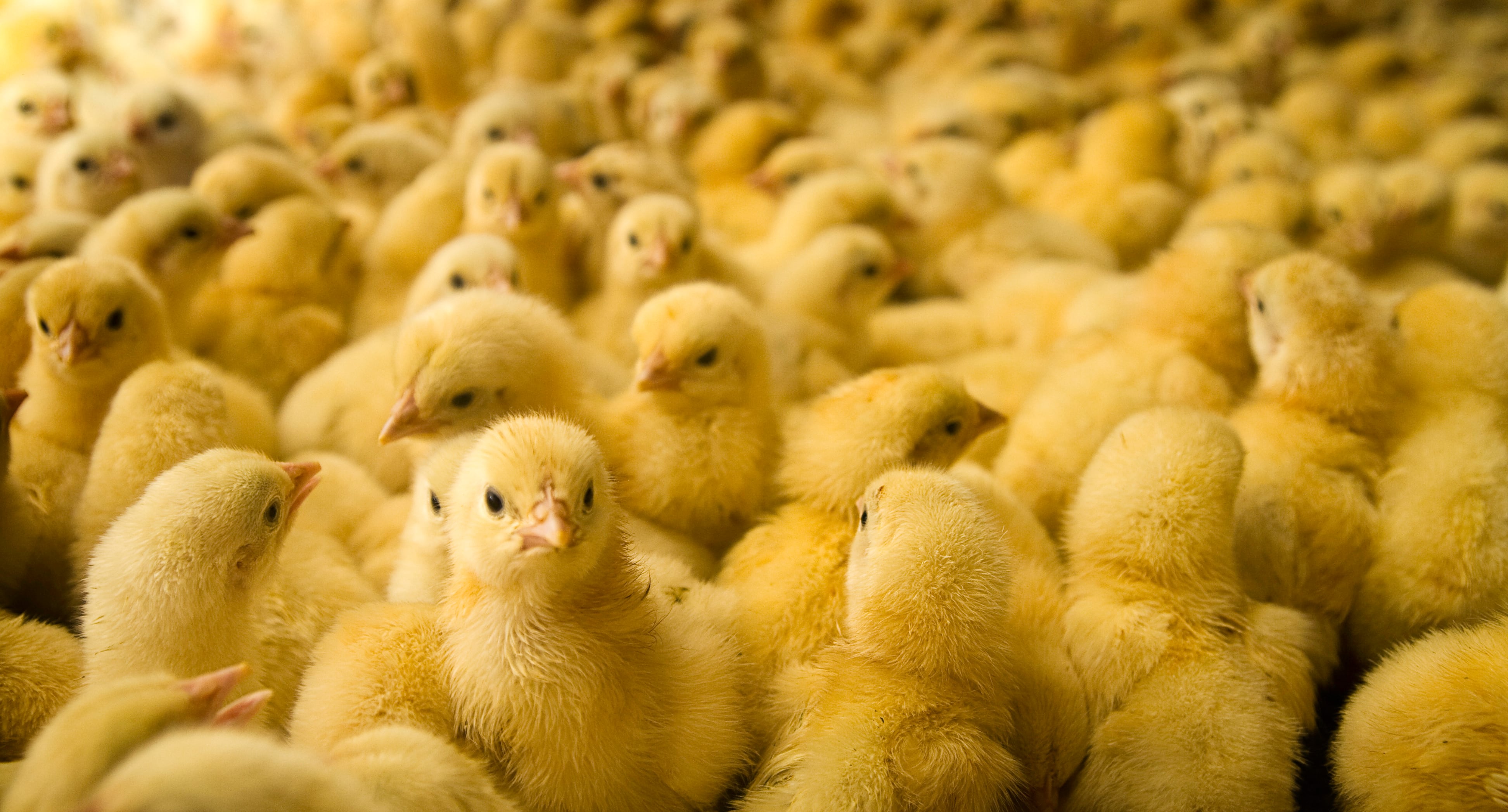 From crisis to control: Tackling global avian influenza