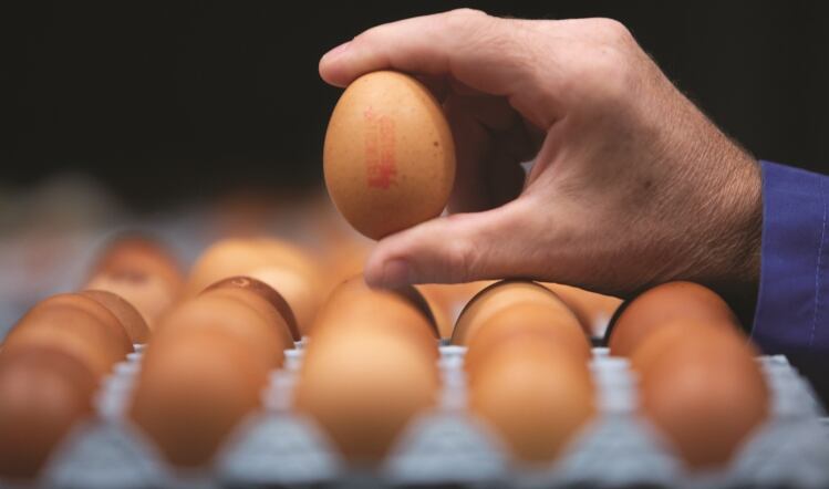 British Lion urges greater egg safety