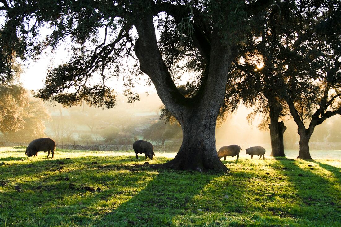 shutterstock_1928001485-pigs-resized.jpg