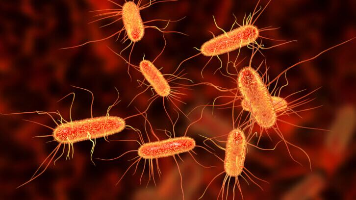 E.Coli cases see spike in UK