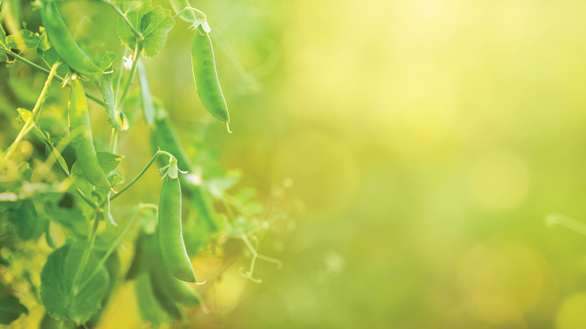 Plant-based 3.0: Solutions for a cold cut above the rest