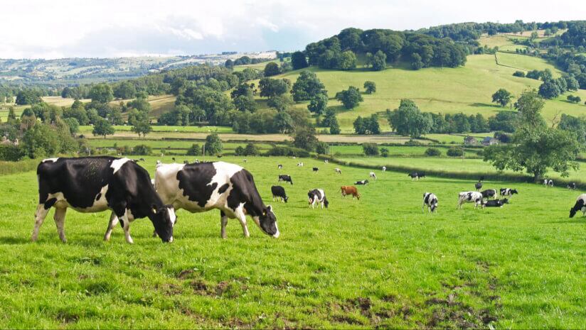 How can soil carbon help your business reach net zero?