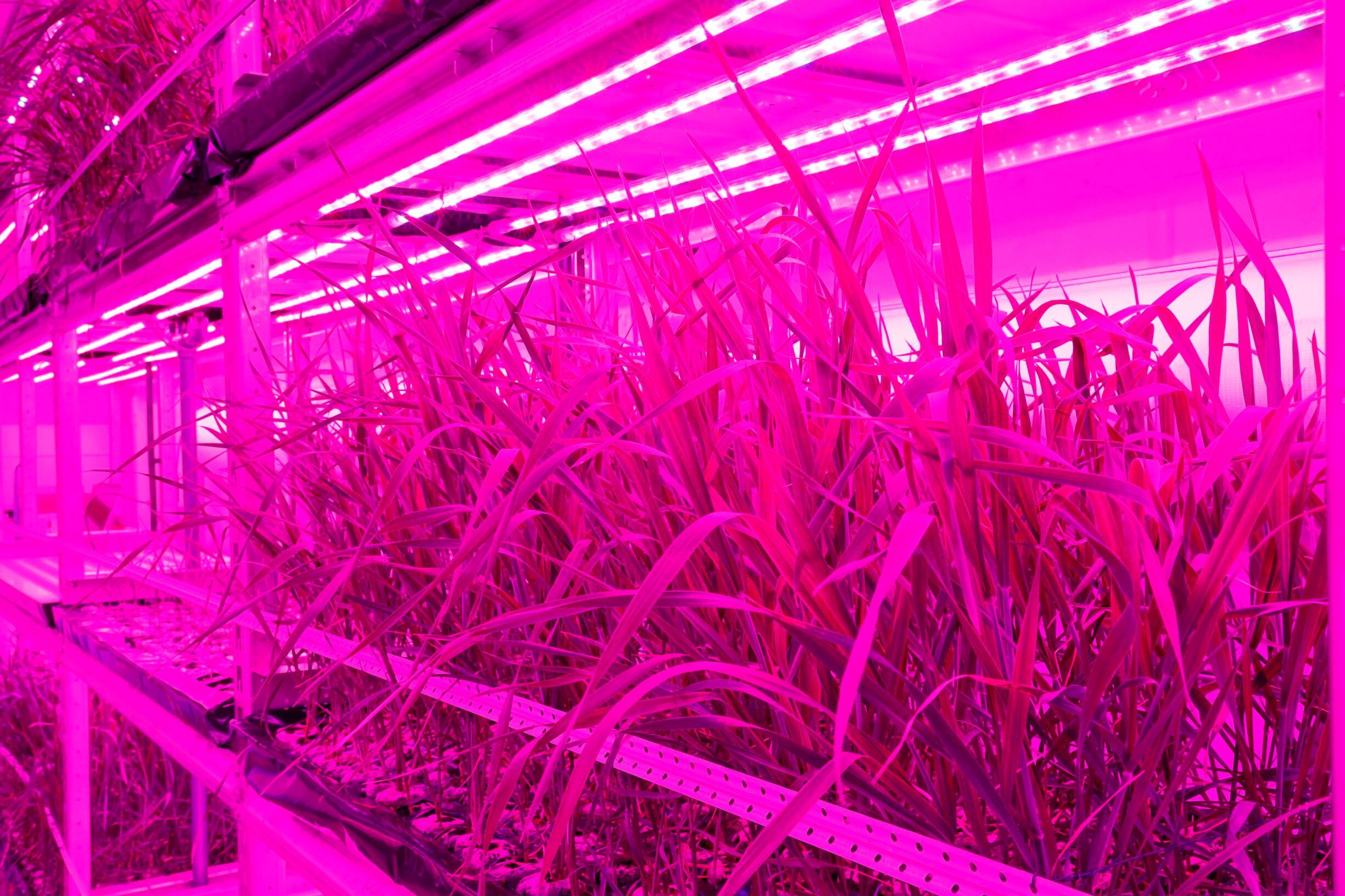 Belgian firm reveals SpaceBakery sustainable food plan