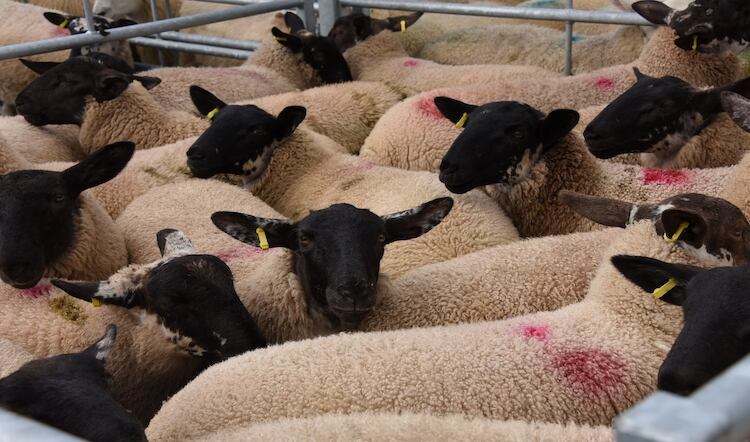 Red meat production is returning to pre-Covid patterns 