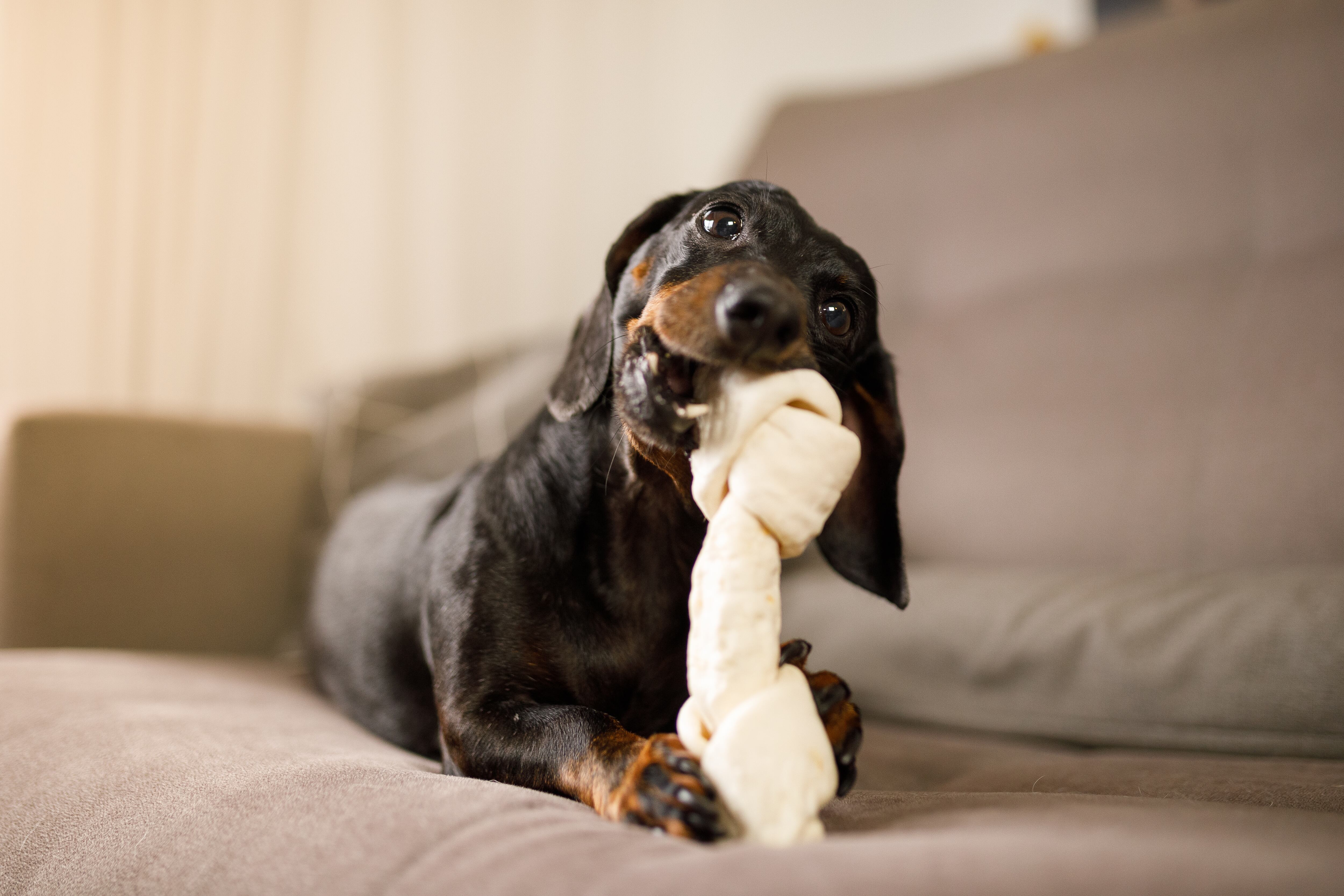 Dog eating a chew