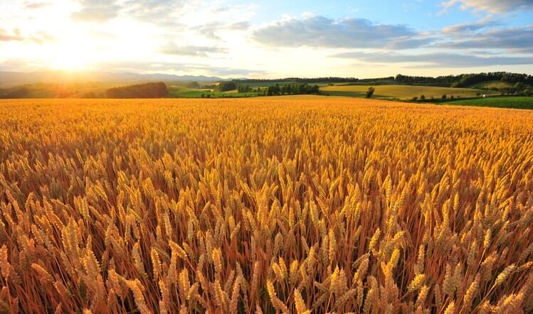 Ukraine war: UK food and drink manufacturing output falls to 8-month low