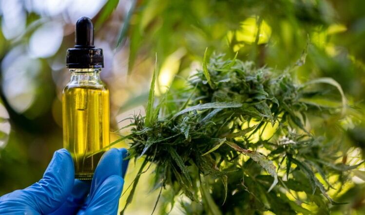 CBD ‘key market’ in post-Brexit UK 