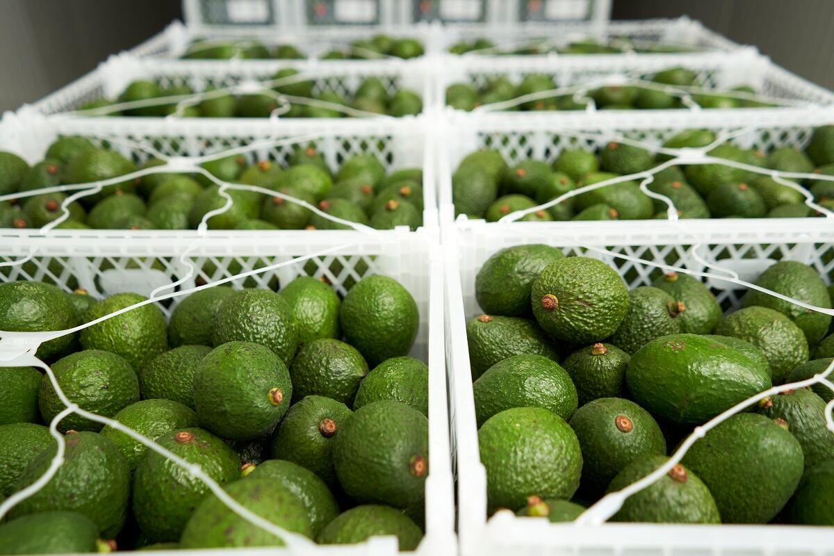 Fresca Group boosts profit in tough year
