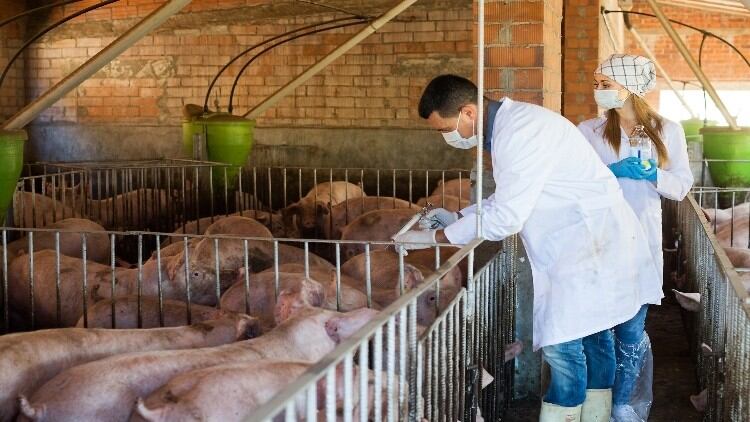 Trade to EU to drop 75% if vet shortage continues, unions claim
