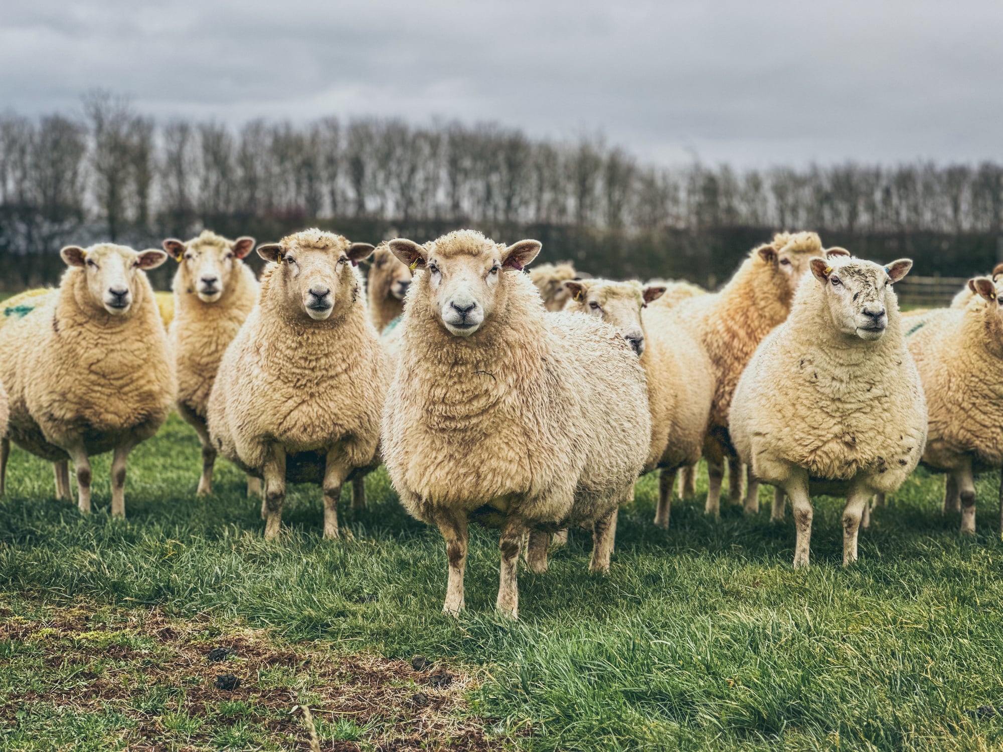 Avian flu detected in sheep for first time
