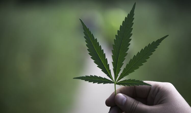 All you need to know about CBD