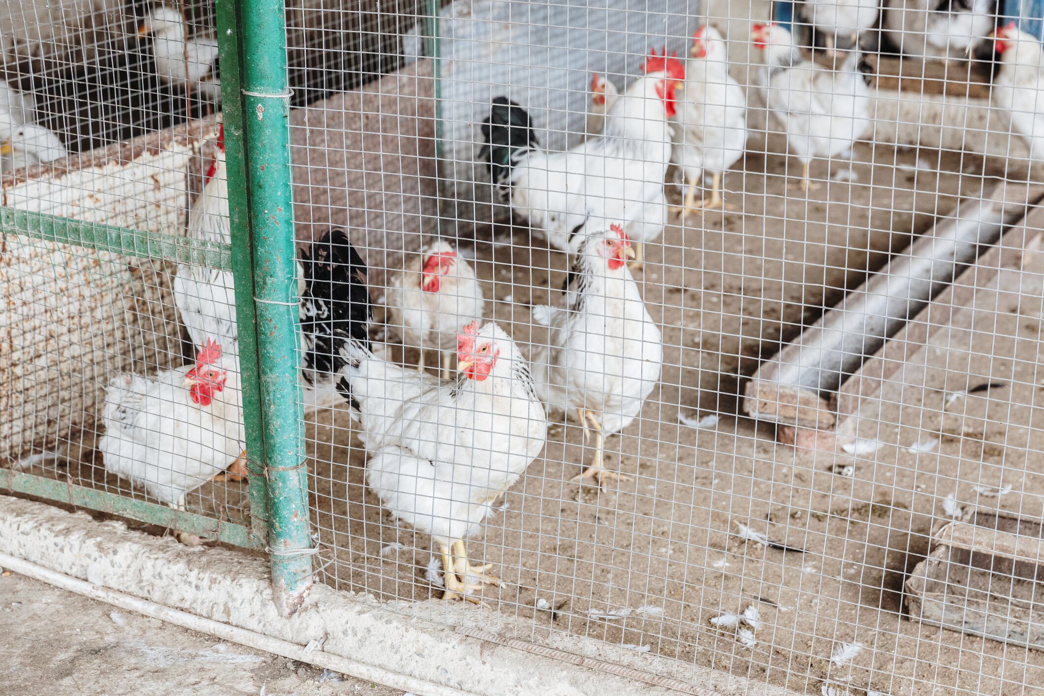 Egg farmed hens