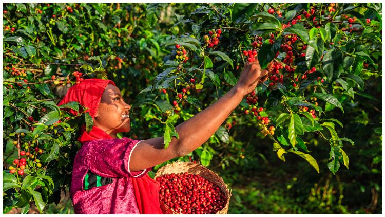 Climate change may "significantly" affect coffee production