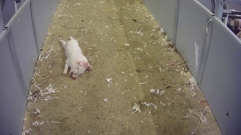 Cranswick share price plummets as supermarkets suspend supply from farm over animal abuse video