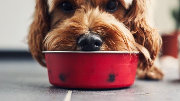 General-Mills-acquires-pet-food-brand-Edgard-Cooper.jpg