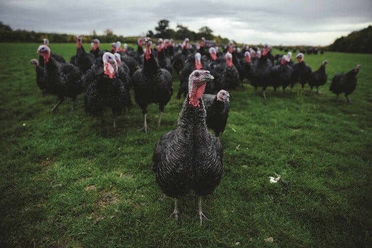 Kelly Turkeys moves into charcuterie sector