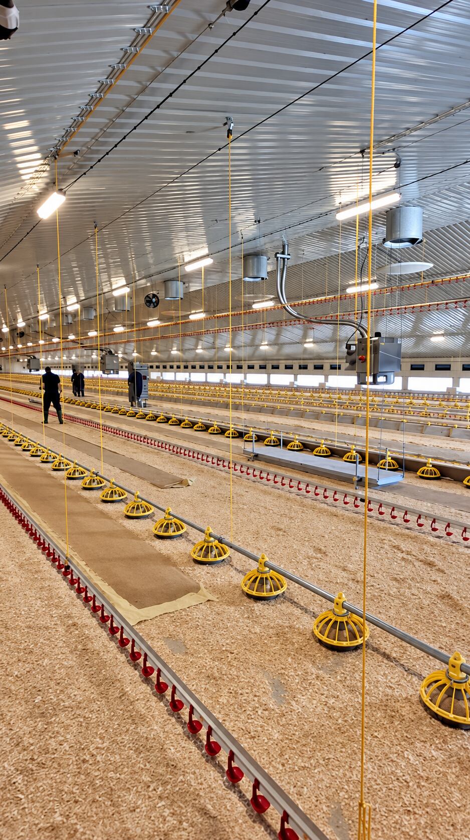 Chicken shed