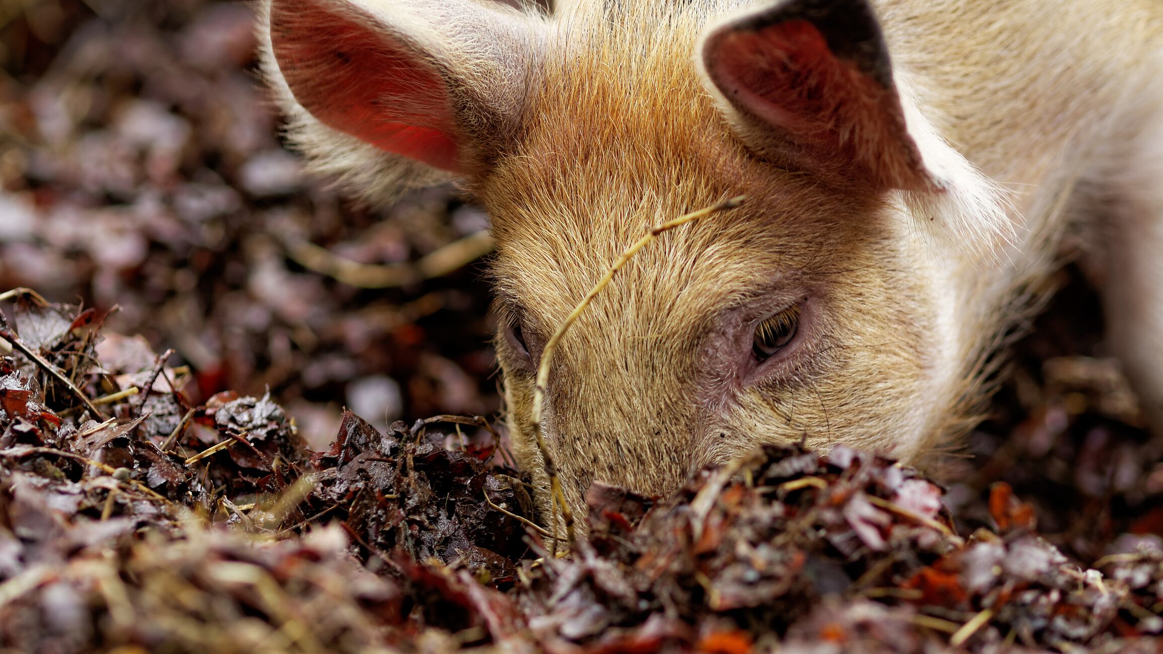 Animal welfare phrases confuse shoppers