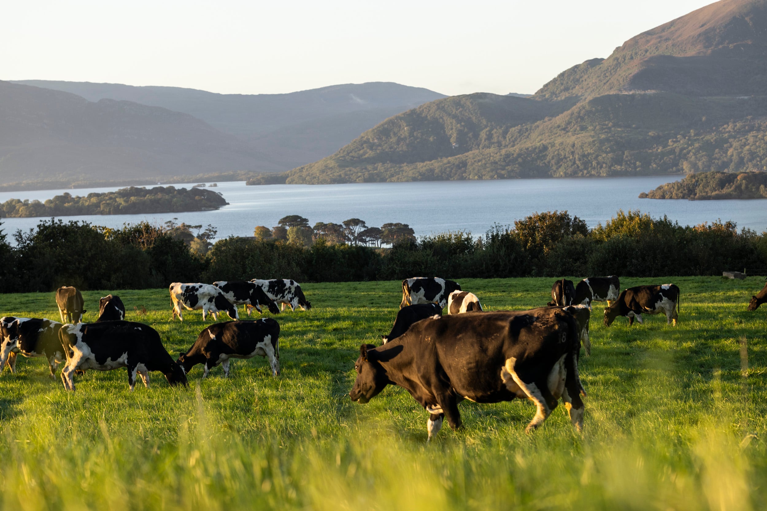 Cows in pasture.