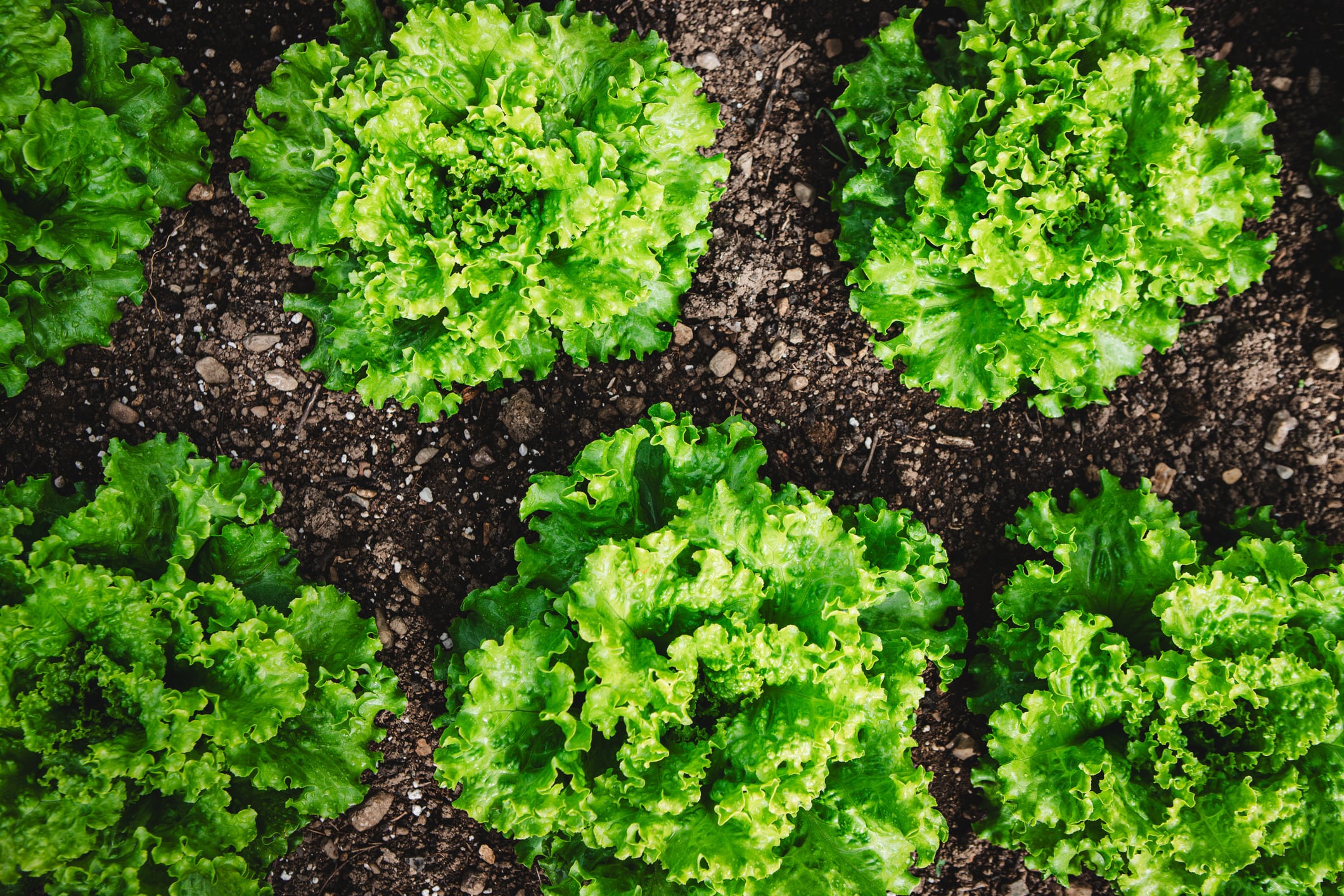 What lessons can we take from the UK’s summer E.Coli outbreak?