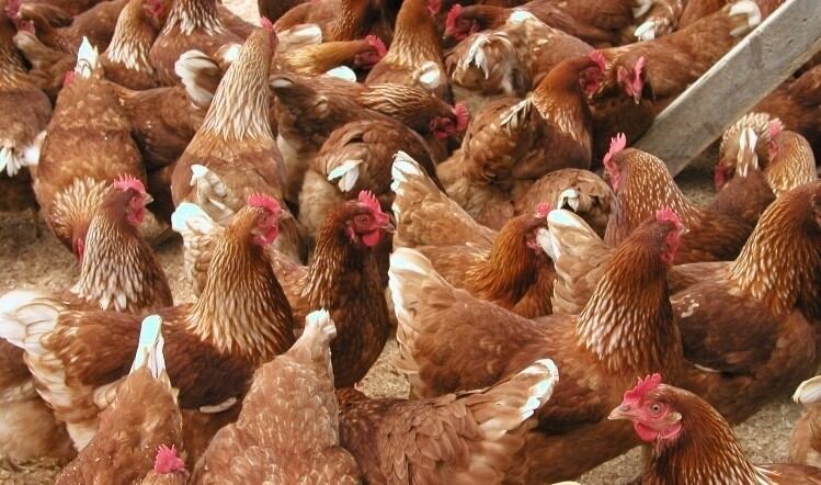 Banham Poultry submits new factory proposal